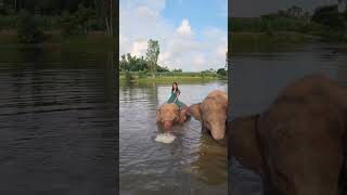 comedy shots elephant hairstyle animals elephants trend hair [upl. by Drusi]