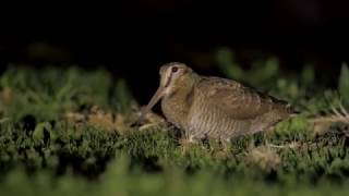 Eurasian woodcock feeding वुडकॉक وودكوك ヤマシギחרטומן יערות słonka sluka lesní çulluk Waldschnepfe [upl. by Ellah]