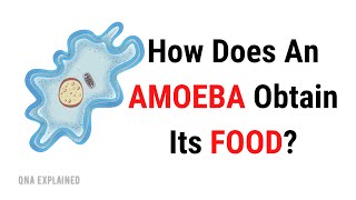 How does an AMOEBA obtain Its FOOD   QnA Explained [upl. by Murtagh]