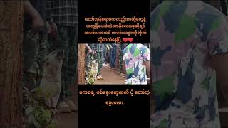 စကစ က ခွေးတွေ ထက် ပို အသိညာဏ်ရှိသော ‌PDF တို့ရဲ့ ခွေးလေး❤️viral shortsfreedomfighter kyawmyomin [upl. by Muriel]