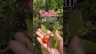 Dalle Khursani Achar  Darjeeling  Mountain travel travelguide dallekhursani [upl. by Forelli]