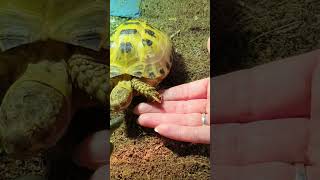 Trunky the Horsefield Tortoise come and join us veronikakoleva2372 pets animals cute [upl. by Suivatram]