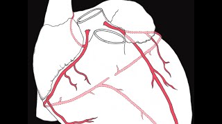 Coronary circulation of the heart [upl. by Yadsendew355]