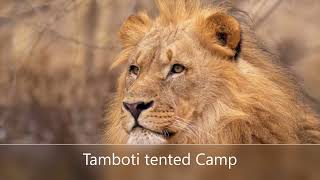 Tamboti tented campKruger guided self drive [upl. by Yalhsa]