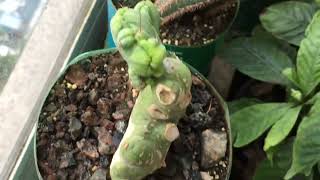 2 Years 10 Month Trichocereus Bridgesii and Pachanoi Seedlings from seed [upl. by Henryson]