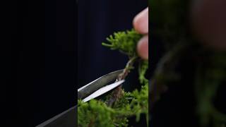 盆栽改作ASMR 真柏・吹き流し bonsai asmr bonsaitree [upl. by Breed842]