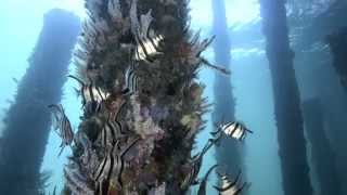 The Best of the Busselton Jetty Underwater Observatory [upl. by Nona265]