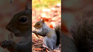 A squirrel eating some leaves in the fall shorts squirrel trending viralvideo anime [upl. by Kassey]