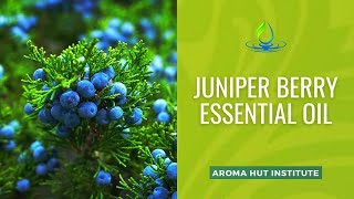 Juniper Berry Essential Oil Uses and Benefits [upl. by Anihcak]