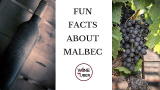 Fun facts about Malbec French vs Argentinian Malbec  WineTuber [upl. by Gilberte]