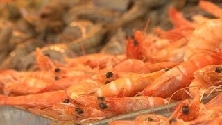 Crevettes  les nouvelles stars de la grillade  enquète reportage [upl. by Herring]