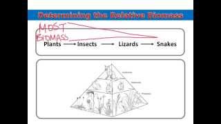 Food Web Skills  Determining Relative Biomass [upl. by Hembree]