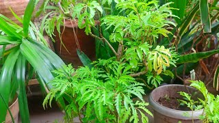 How to reporting Aralia plants  MD sgarden [upl. by Adela]