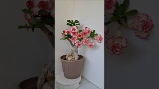 адениум HuacinthГиацинт🥰 адениум adenium суккуленты plants succulents цветы flowers [upl. by Ycnej]