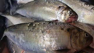 Shad Fishing 2016  Bonneville Dam Columbia River 2016 [upl. by Tim661]