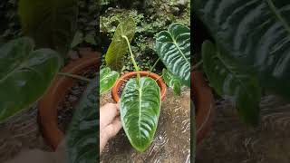 Anthurium Vietchii 💚 [upl. by Azial]