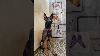 My 7month Belgian Malinois Do What Ever When it comes to food belgianmalinoisdog belgianmalinois [upl. by Akenahs]