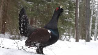 Tjäder capercailzie grouse Tetrao urogallus [upl. by Ocker]