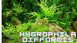 Hygrophila difformis aquarium plants [upl. by Noreen567]