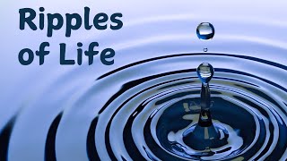 Ripples of Life Episode 4  Henry Lee [upl. by Lavella]