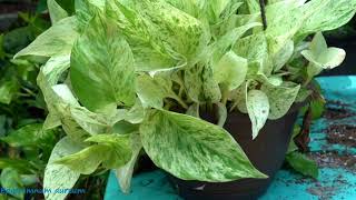 Pothos Care  Epipremnum aureum Care Fool Proof Houseplants Golden Pothos Care [upl. by Kile]