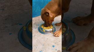 Homemade dog food recipe 🐕🐶 homemadedogfood dogfood chickenmeat doglover petlover petparent [upl. by Aitnohs]