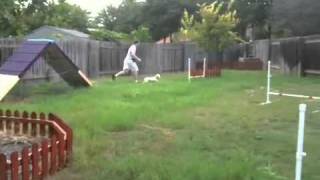 Ruby on Homemade Dog Agility Course [upl. by Dyanna]