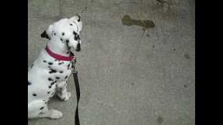 10 week old Dalmatian listens [upl. by Ainoyek981]