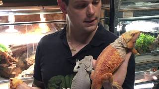 Pogona élevage et présentation de nos Super Cawlay Red Hypo Blue bar [upl. by Edak]