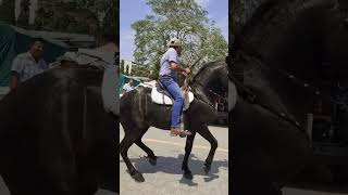 Desfile hipico Amates Izabal jairobelteton caballos fypシ゚viral [upl. by Sergias]