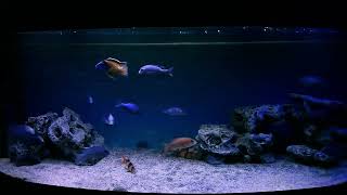 African cichlid Malawi Blue Dolphin Cyrtocara Moorii [upl. by Arabrab644]