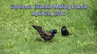 Common Grackles Mating Dance [upl. by Kellie671]