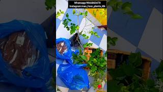 Plants Dispatch Pack an order with me Gardening Tips Tamil shorts [upl. by Aztilay]