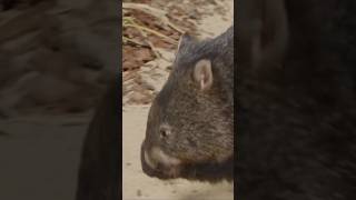 Meet The Wombat Australias Burrowing Marvel [upl. by Llertnauq]