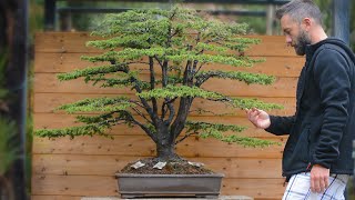 Massive Cedrus bonsai styling  Arkefthos Bonsai [upl. by Renckens]