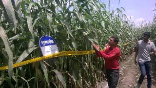 Advanta seeds Sugargraze fodder crop  silage special pramod bhuse [upl. by Aracat]