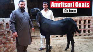 Beautiful Amritsari Goats Of Ch Farms Lahore 2024  Bakra Mandi [upl. by Ezzo]