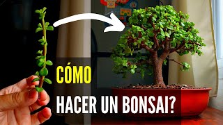 Cómo hacer un bonsai  Bonsai de Portulacaria Afra [upl. by Wichern]