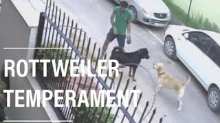 ROTTWEILER TEMPERAMENT [upl. by Odlonyer]