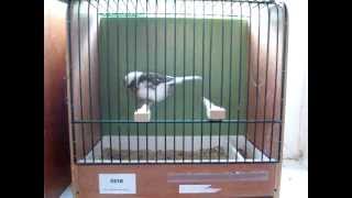 Gloster Video Kanarien Zucht Isenberg NZ Canary Germany Birds Glosters Breeds [upl. by Nayrb]