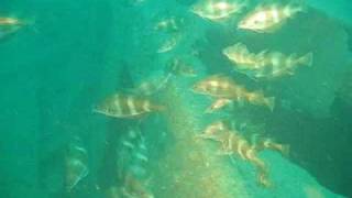 St Dunstan Wreck  Lyme Regis UK [upl. by Katinka125]