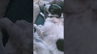 sleeping my loverdogshortvideo [upl. by Ahsatin]