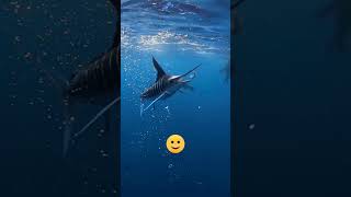 Sailfish 🐟sailfish swordfish shorts shortfeed sea [upl. by Noira]