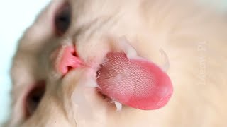 Close Up Of A Cats Tongue [upl. by Nojram]