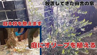 【ガーデン】シンボルツリーオリーブ植えます 祝電気開通 庭木枝整えます 【田舎暮らし】【ガーデニング】【オリーブ】 [upl. by Assyn575]