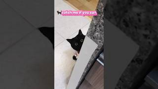 Cute black cat catshorts cats catlover [upl. by Akim747]