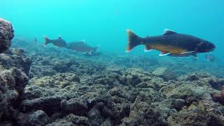 Arctic charr in Lake Thingvallavatn Iceland [upl. by Retsevel]