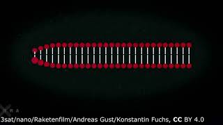 4 Amplification des séquences ADN par la PCR et analyse par électrophorèse [upl. by Weissman]