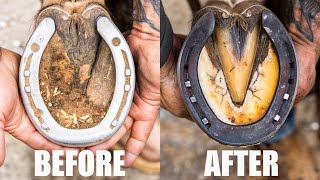 Satisfying Horse Hoof Cleaning amp Restoration  4K FARRIER ASMR [upl. by Ettari]