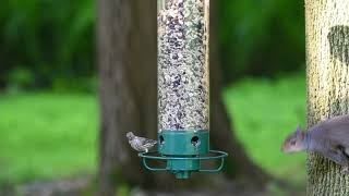 Squirrel Boss Bird Feeder [upl. by Ragland741]